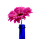 Pink Gerbera Blue Glass